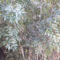 نهال زبان گنجشک