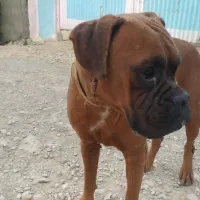 واگذاری سگ باکسر