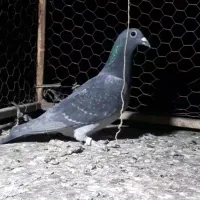 کبوتر چاپی ماده وحشی|پرنده|خواف, |دیوار