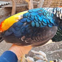 فروش طاووس مصری|پرنده|تهران, والفجر (افسریه)|دیوار