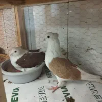 یک جفت پشت کاکلی