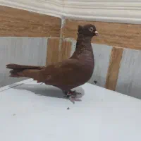 رنگی|پرنده|آبادان, |دیوار