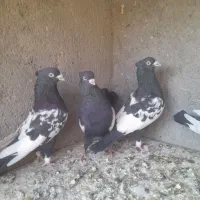 سینه سیاه