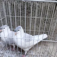 کبوتر ساده
