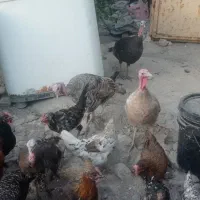 بوقلمون سرحال معاوضه باگردو|پرنده|یاسوج, |دیوار