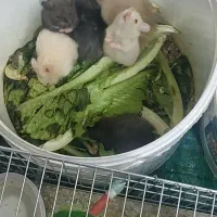 همستر|موش و خرگوش|یزد, |دیوار