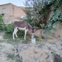 الاغ فروشی|حیوانات مزرعه|گلوگاه بابل (گلیا), |دیوار