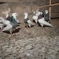 دسته کبوتر طوقی