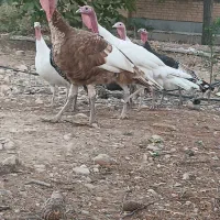 بوقلمون|حیوانات مزرعه|شیراز, گویم|دیوار