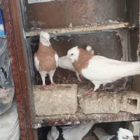 کبوتر طوقی وپلاکی