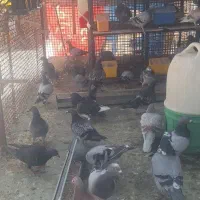 کبوتر مسابقه دهنده ونسل نشسته