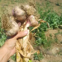 سیر درجه یک بدون زردی .وقارچ گرفتگی ۴ تن