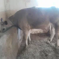 ماده وزن تقریبی ۳۰۰ گوساله