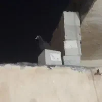 کفتر|پرنده|شیراز, شهرک مهدی‌آباد|دیوار