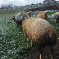 قوچ دامازدغ