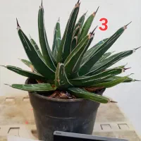 ۱۰ گلدان کاکتوس و گل|گل و گیاه طبیعی|یزد, |دیوار