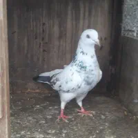 دو عدد ماده پرشی|پرنده|چمستان, |دیوار