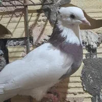 طوقی|پرنده|میبد, |دیوار