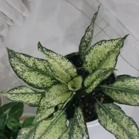 گل آگلونما|گل و گیاه طبیعی|بیرجند, |دیوار