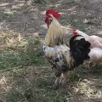 خروس جوان و زیبا