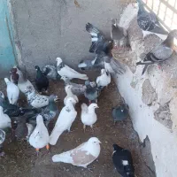 با سلام ۴۰تا کبوتر پرشی گرفتنی
