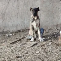 سگ ۷ماهه|حیوانات|باخزر, |دیوار