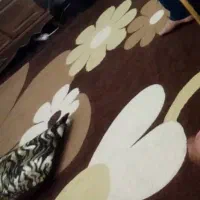گلیم فرش دوازده متری