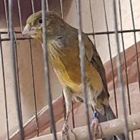 قناری سبز سوخته|پرنده|ماهان, |دیوار