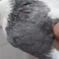 فروشی کفتر.فروش باهمه|پرنده|اسدآباد, |دیوار