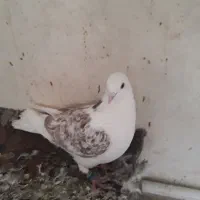 فروش ۴ عدد کبوتر پرشی ضمانتی