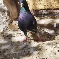 تعدادی رنگی خوب طوقی سینه. کله دمی شهری بی عیب|پرنده|شیراز, گل سرخ|دیوار