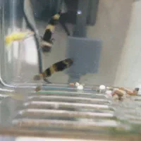 ماهی گوپی زنبورعسلی|ماهی|قم, اسمعیل آباد|دیوار