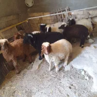 ماهشهر شهرک شهید مدنی