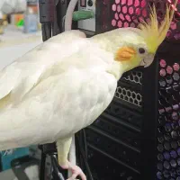 عروس هلندی لوتینو گمشده