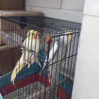 یک جفت عروس هلندی تخم گذار