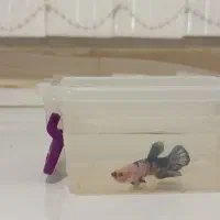 ماهی فایتر نر و ماده|ماهی|تبریز, |دیوار