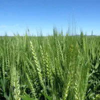 6هکتار و نیم با آب 6اینچ،اجاره میدم