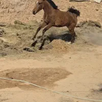 فروش دو راس کره مادیان اسب