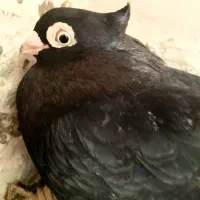 تعدادی کبوتر