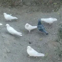 کفتر|پرنده|آبیک, |دیوار