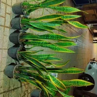 گل وگیاه آپارتمانی سانسوریاشمشیری ابلغ|گل و گیاه طبیعی|مشهد, ایثارگران|دیوار