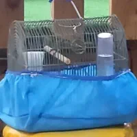 گلبسر بخون