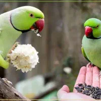 پرنده ملنگو