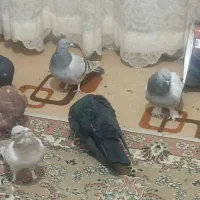 طوقی پلاکی|پرنده|شیراز, شهدای شهرک سعدی|دیوار