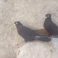 کبوتر زاغ صرب