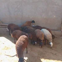 ۲۰عدد بره ماده|حیوانات مزرعه|شیرینسو, |دیوار