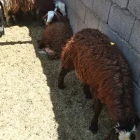 بره نر افشاری بوسه