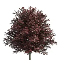 نهال گوجه قرمز