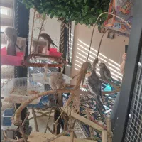 عروس هلندی به همراه قفس و وسایل