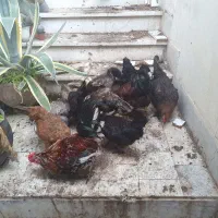 خروس و مرغ و برهما و گلین و محلی و سلطان